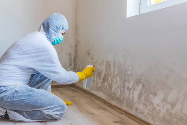 Licensed Mold Remediation service in Fort Lee, VA - WQB Mold Removal